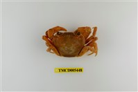 藏品(拉氏清溪蟹)的圖片